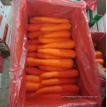 China new crop fresh carrot export 80-150g